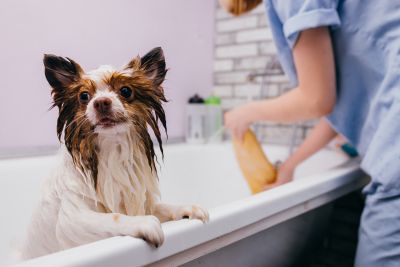 Pet Grooming and Pet Sitting Insurance in Indiana, PA by William G Mechling Insurance Agency