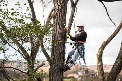 Tree Trimming Insurance in Indiana, PA by William G Mechling Insurance Agency